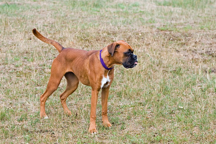 Boxer Hund, Boxer, hund, Nuttet, unge, hvalp, canine