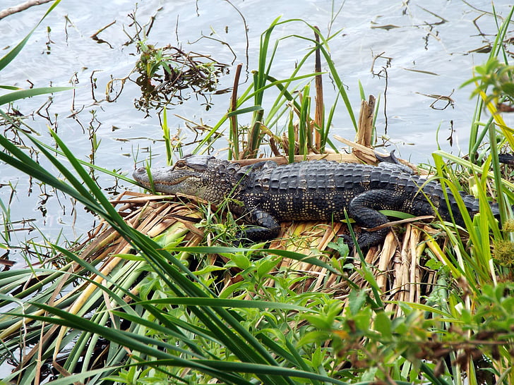 alligator, pond, wild, wildlife, reptile, nature, water