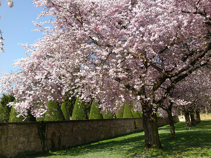 Schlossgarten, Sakura, alam, musim semi, Blossom