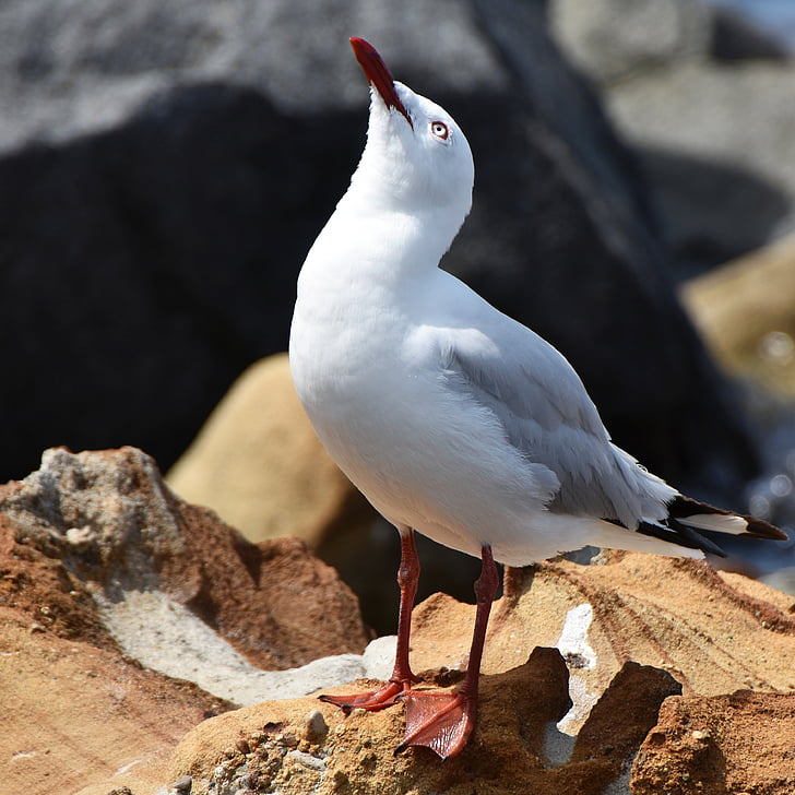 seagull, rocks, sea, seaside, bird, nature, gull