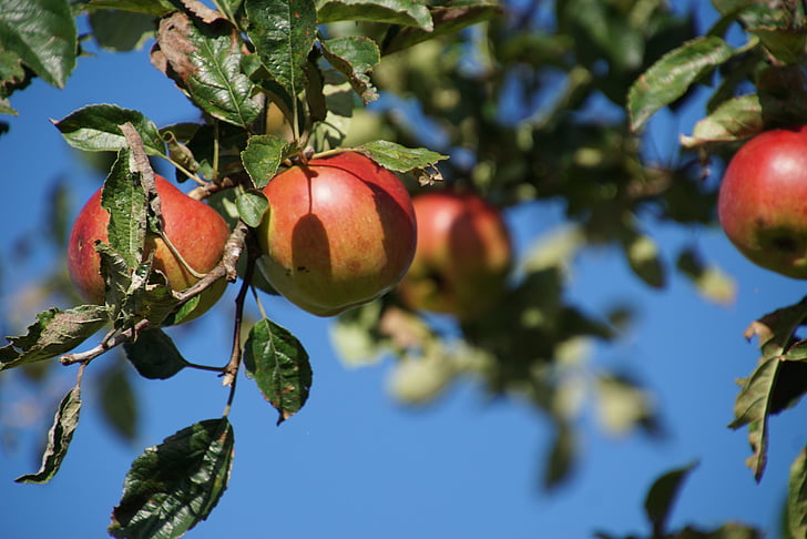 jabuka, voće, jesen, ukusna, vitamini, voće, žetva