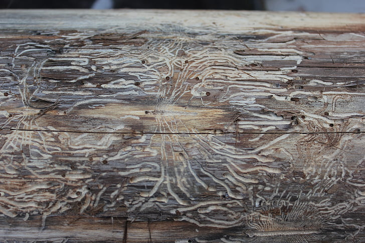 teste padrão de madeira, vermes, padrão, textura, inseto, madeira - material, planos de fundo