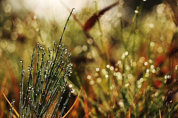 трева, сутрин, роса, Капене, абстрактни, пълен устата, Есен