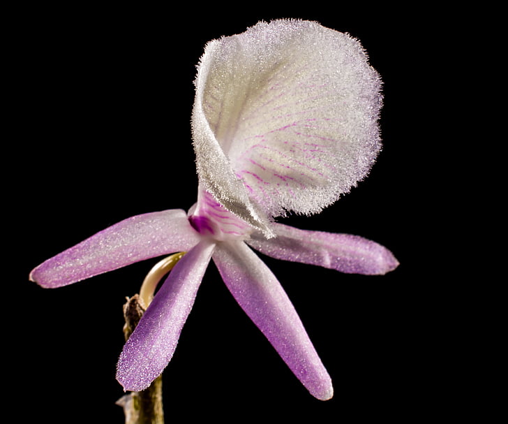 orchidée sauvage, Orchid, blanc violet, Blossom, Bloom, fleur