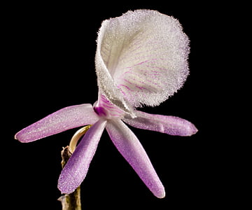 savvaļas orhideju, Orhideja, balta, violeta, zieds, Bloom, puķe