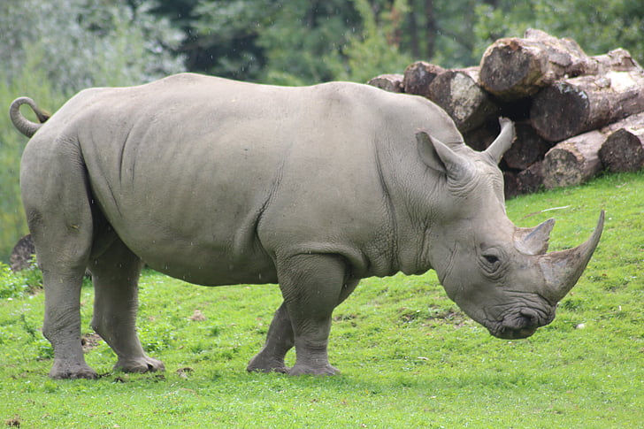 rhino, zoo, nature, large, hard, animal