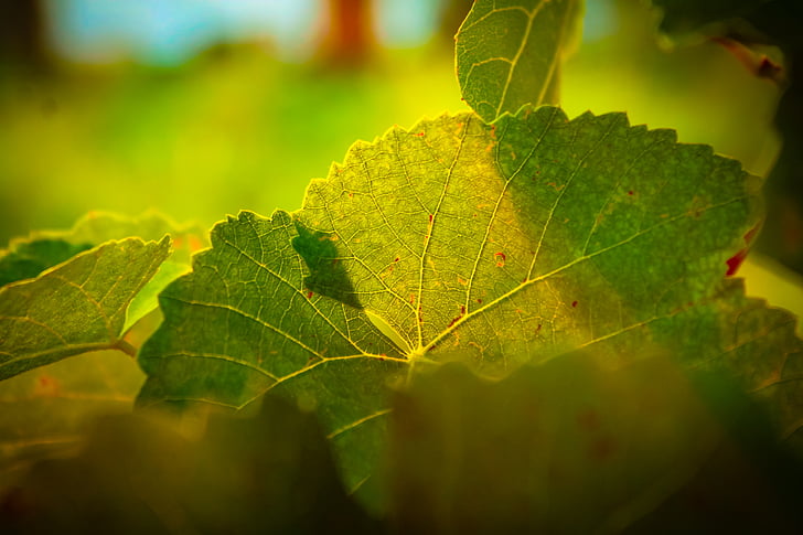 vīnogulāju, Leaf, zaļa, gaisma, augu, pieaugums, daba