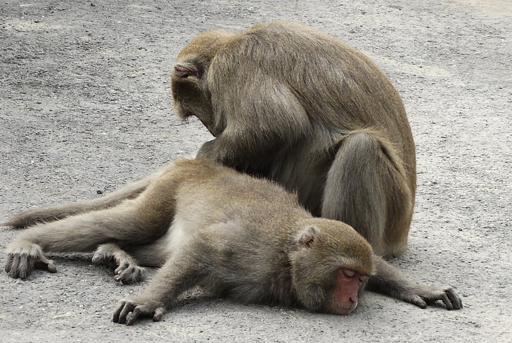 macaques ไต้หวัน, shoushan, วอก, ไต้หวัน, เกาสง, บายามา