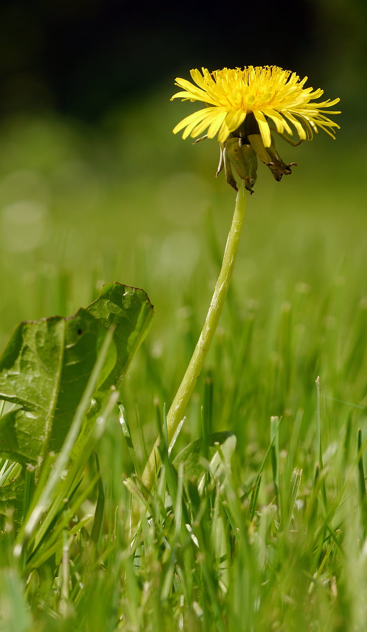 dandelion, meadow, yellow, spring, pointed flower, common dandelion, grass