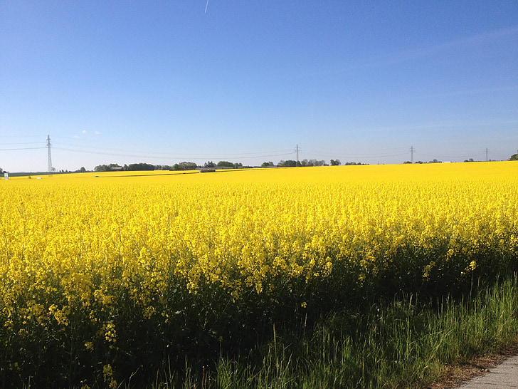 campos amarillos, campos de oro, oro, campo, Suecia, primavera, flores