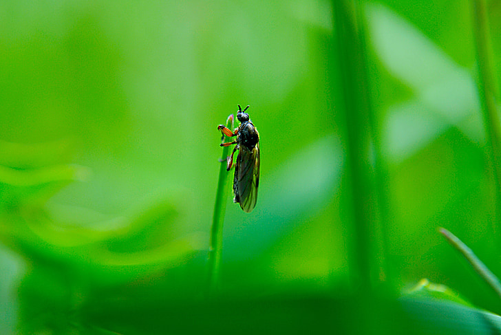 insect, macro, nature, flying
