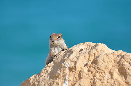 squirrel, cliff, stone, water, sea