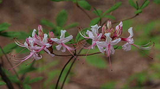 дива Азалия, диви цветя, pinxter цветя, pinxterbloom, рододендрон periclymenoides, Апалачи, Wildflower