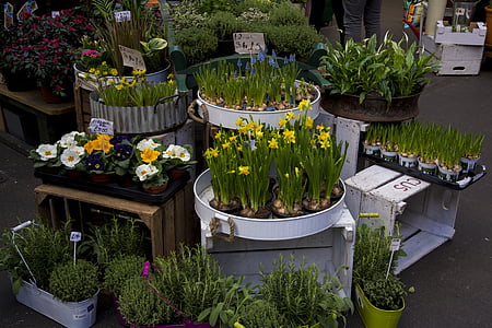 flors, estand, mercat, primavera, verd, planta