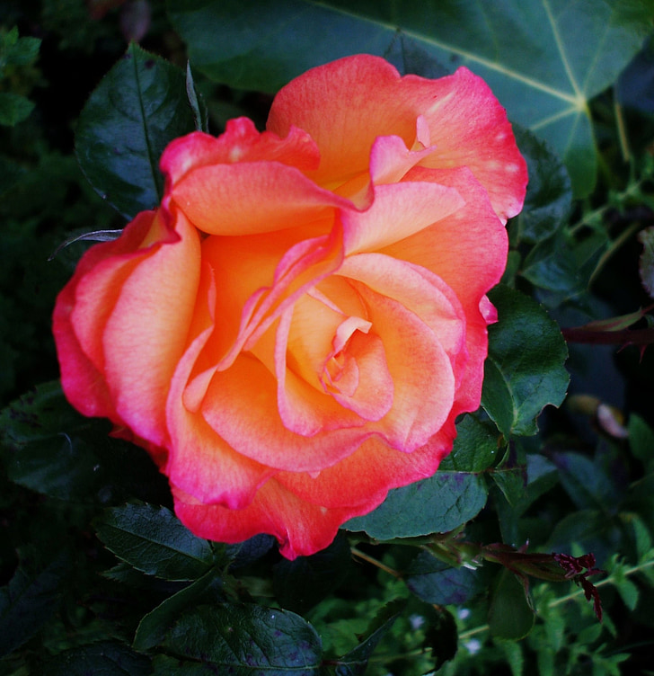 rose, plant, garden, pink, orange, petals, gradient