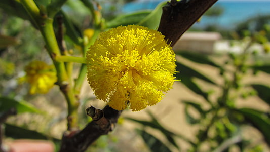 Cypern, Ayia napa, træ, blomst, gul, natur, flora