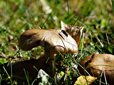 wild, mushroom, flies, insects, nature, forest, meadow