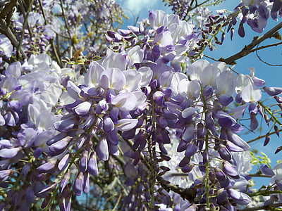 Hoa, Azalea, Lilac, Lila, trắng