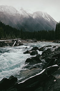flow, water, near, tress, daytime, river, rocks