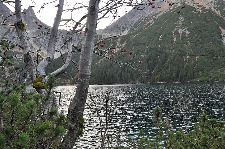 Dam, bjerge, træ, grene, Se, vegetation, Tatry
