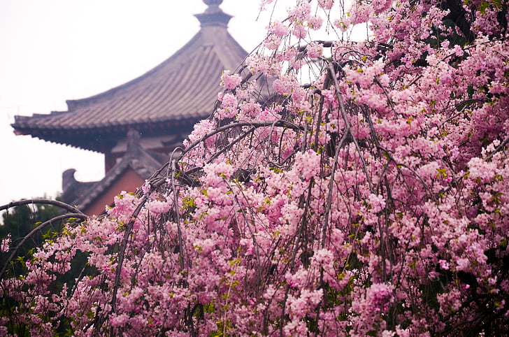 Templo de Qinglong, flor de cerezo, antigua