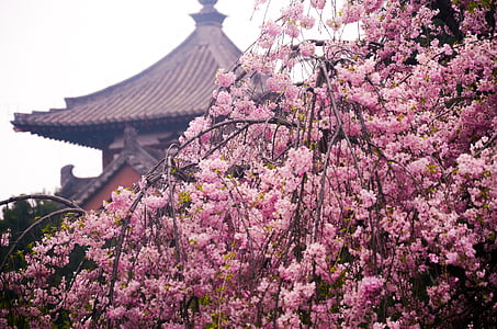 qinglong chrám, třešňový květ, starověké