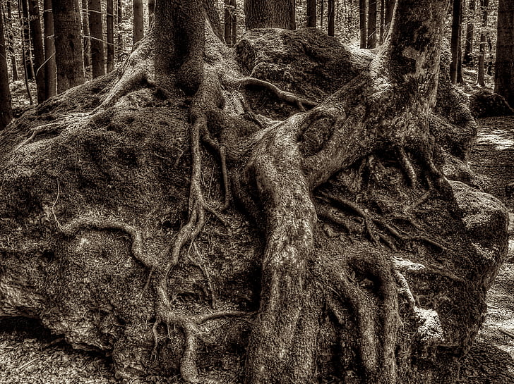 root, tree root, druid grove, forest, national park, overgrown, nature
