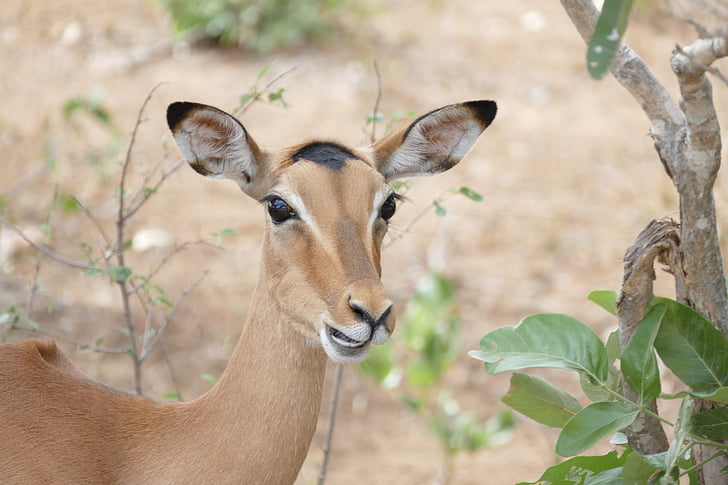 biljni i životinjski svijet, Impala, životinja, divlje, antilopa, Kruger, Afrička