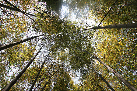 bambú, bosc, bosc de bambú, natura, plantes