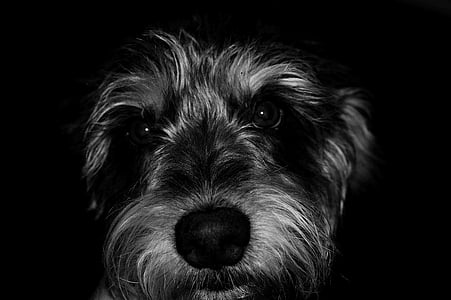 animal, fotografia d'animals, en blanc i negre, close-up, valent, gos, animal de companyia