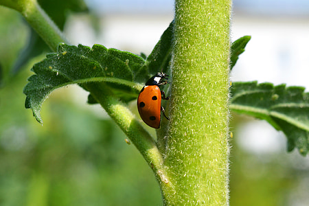 lienka, Lucky ladybug, talizman pre šťastie, makro, body, coccinellidae