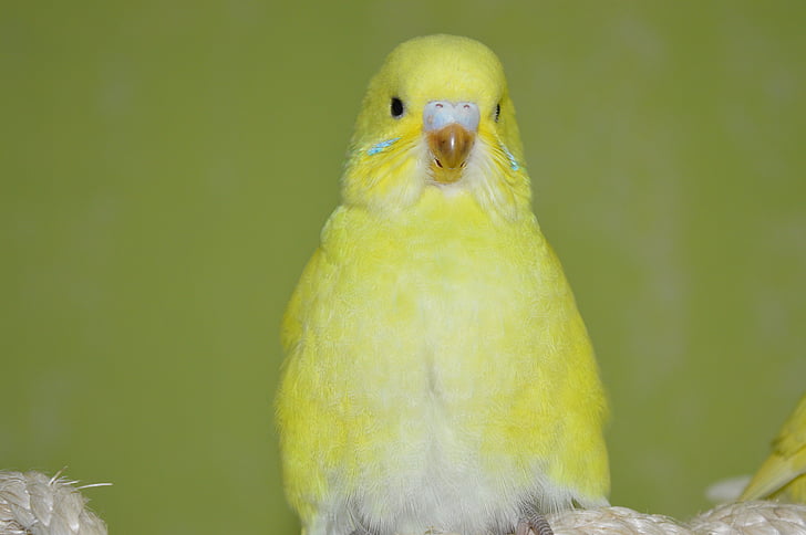 Budgie, amarillo, Ziervogel, pájaro, animal, naturaleza, pico
