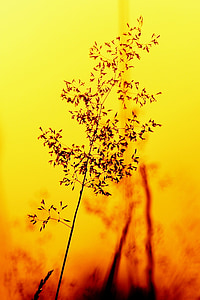 naturaleza, silueta, planta, luz, luz y sombra, amarillo, puesta de sol