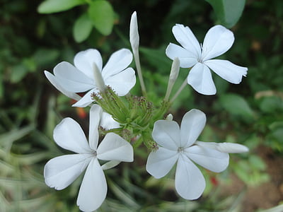 kukat, kukka, Jasmine, Sri Lankassa, Ceylon, Peradeniya, Blossom