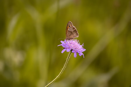butterfly, insect, flight insect, landed, nature, close, stainless cohesive samtfalter