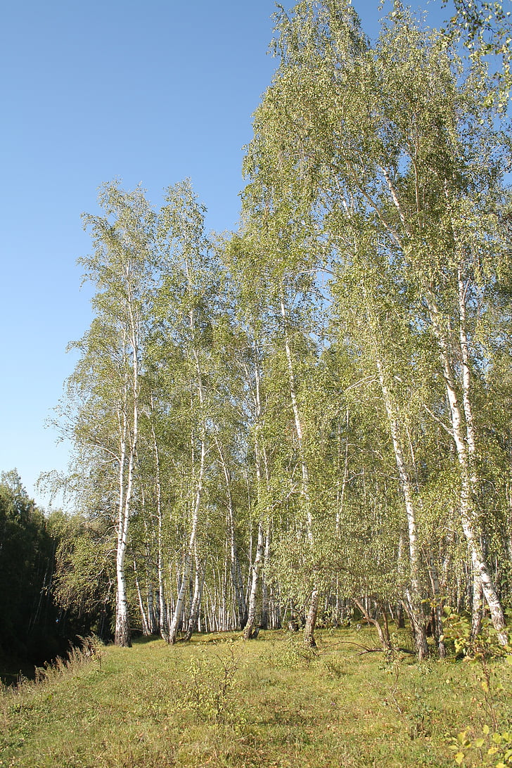 skov, Birk, Rusland, træ, grøn, træstammer