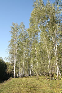 bosc, bedoll, Rússia, arbre, verd, troncs d'arbre