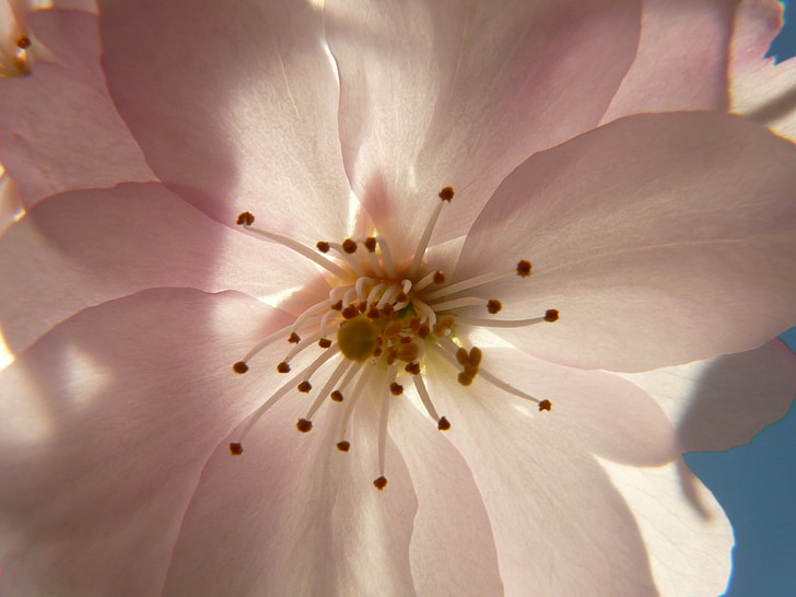flor de cerezo, flor, floración, árbol, cereza japonesa, cerezo de flor japonés, Prunus serrulata