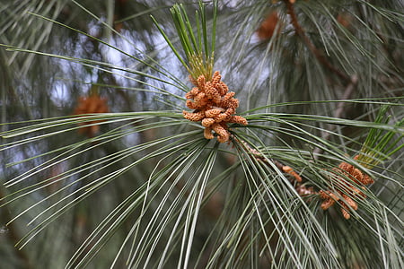 pine, tree, needles, shoots, bud, nature, close-up