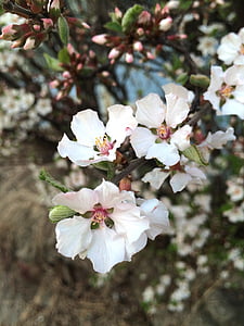 kirsebærtre blomstrer, vårblomster, våren, blomster, natur