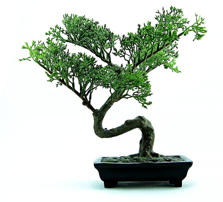 bonsai, drvo, zelena, biljka, mali, priroda, lonac