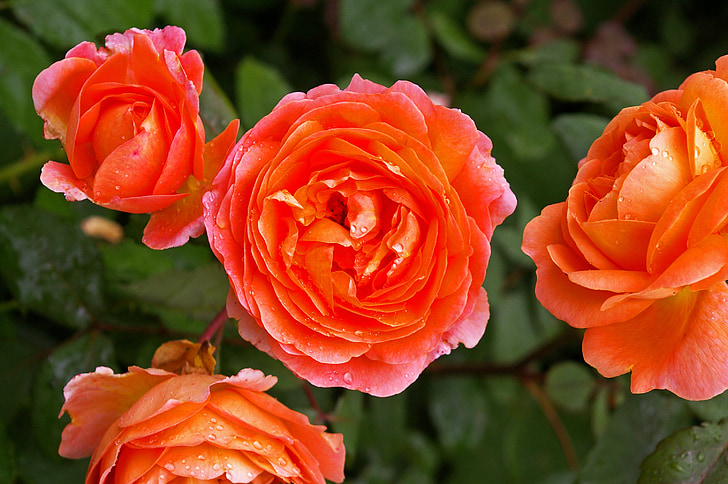 ökade, Orange rose, doftande ros, rosenträdgården, Blossom, Bloom, Rosen blommar