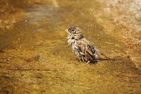 Sparrow, sperling, basah, air, berenang, alam, kesenangan