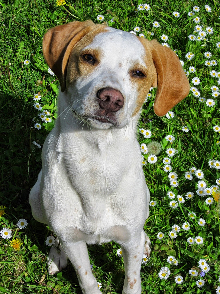 dog, meadow, attentive dog, dog portrait, sweet, pets, grass