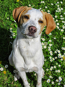 šuo, pieva, dėmesingas šuo, šuns portretas, mielas, augintiniai, žolės