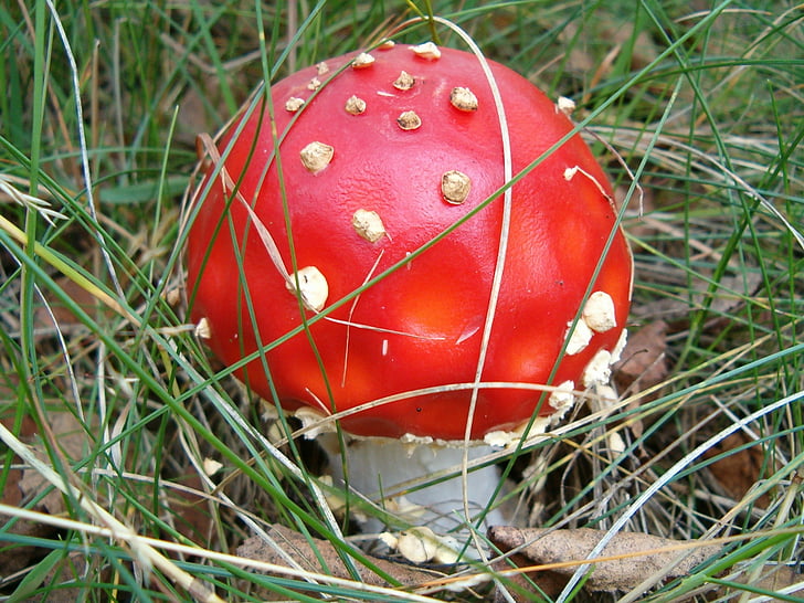 mushroom, nature, forest, amanita, mushrooms, vegetation, red