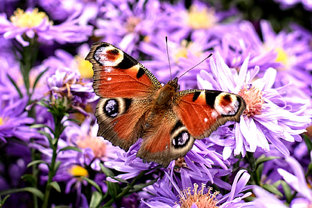 peacock butterfly, aglais io, butterfly, edelfalter, herbstastern, aster dumosus, asters