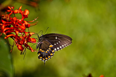 kupu-kupu, Florida, alam, makro, kupu-kupu - serangga, serangga, hewan di alam liar