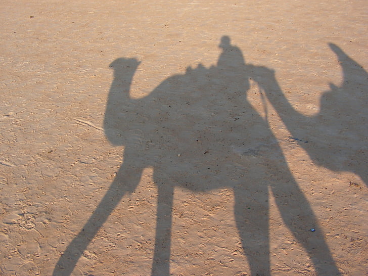 ceļojumi, Tunisija, kamielis, ēna, smilts, tuksnesis