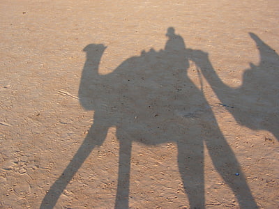 travel, tunisia, camel, shadow, sand, desert